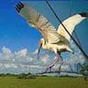 A white bird in the Everglades