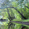 A peaceful river with overhanging trees