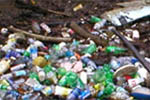 Pile of bottles among dead branches