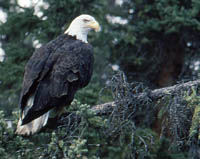 A bald eagle, America's national bird
